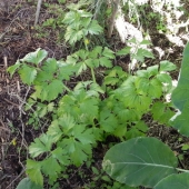 Chinese Celery